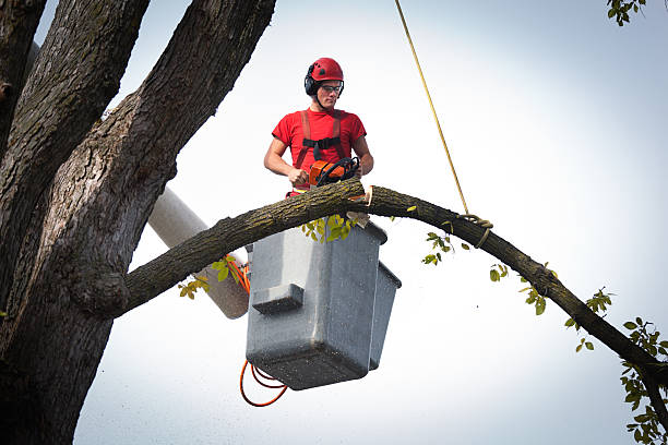 Best Arborist Consultation Services  in USA